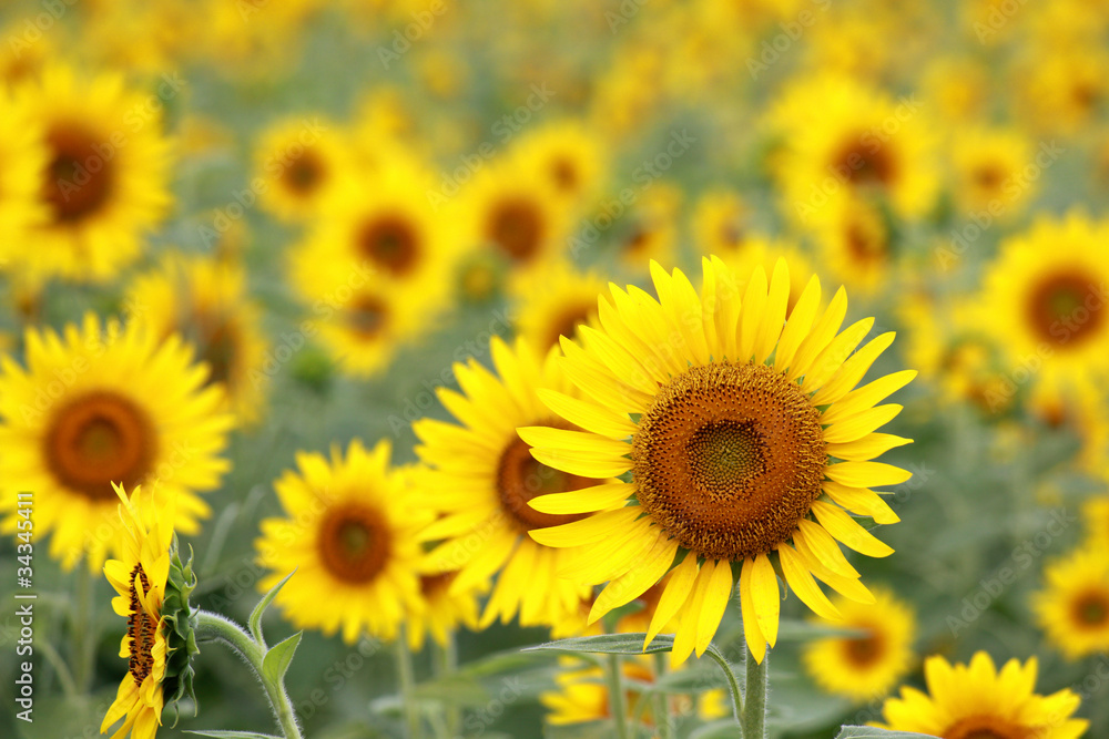 Sunflower / Summer Flower in JAPAN