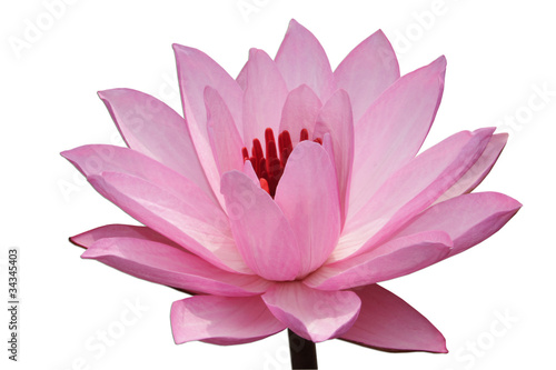 pink water-lilly isolated on white background
