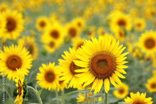 Fototapeta Naklejka Na Ścianę i Meble -  Sunflower / Summer Flower in JAPAN