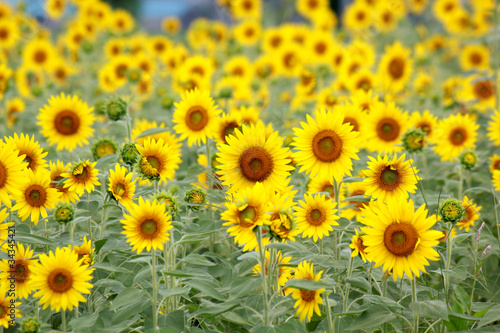Fototapeta Naklejka Na Ścianę i Meble -  Sunflower / Summer Flower in JAPAN