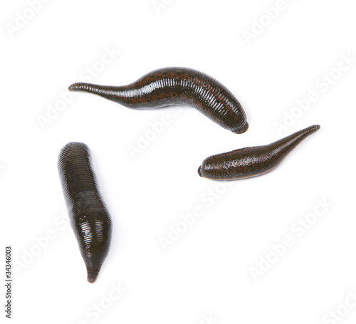 Three medicinal leeches on a white background photo