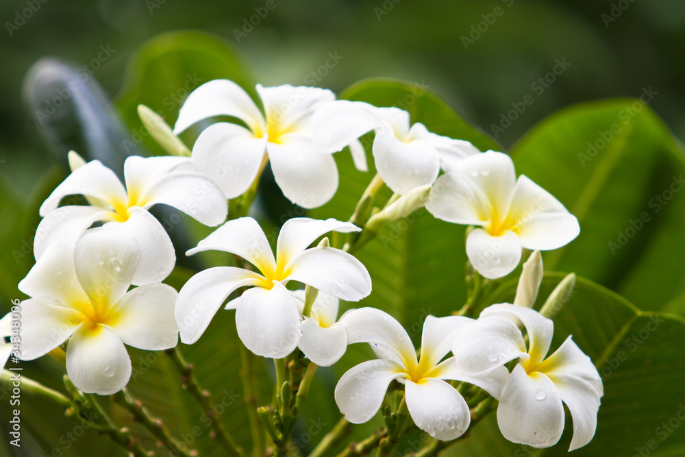 Plumeria Plumeria