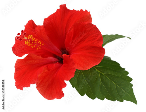 a red hibiscus flower isolated on white background photo