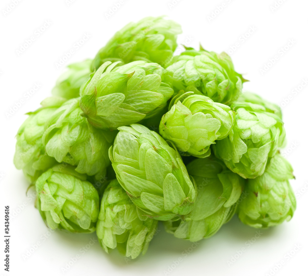 Hop isolated on a white background Hop isolated on a white background
