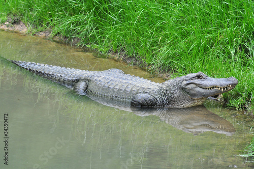 Alligator in the water.