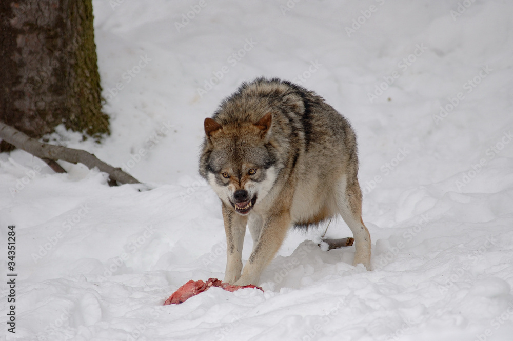 Obraz premium Wolf, Verteidigt seine Beute