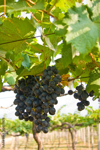 Wallpaper Mural Grape fruit on tree, Vineyards Torontodigital.ca