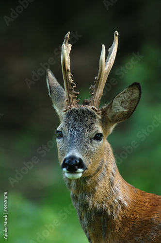 Reh, Rehbock, Rehwild