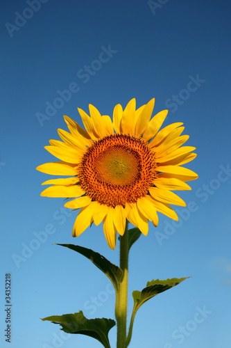 Sun flower with blue sky