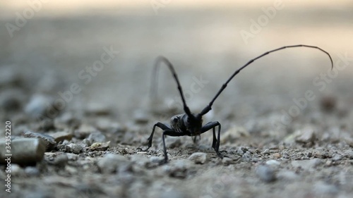 Longhorn Beetle photo