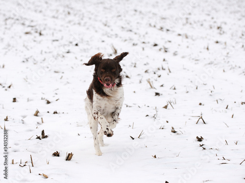 Kl. Muensterlaender im Schnee photo