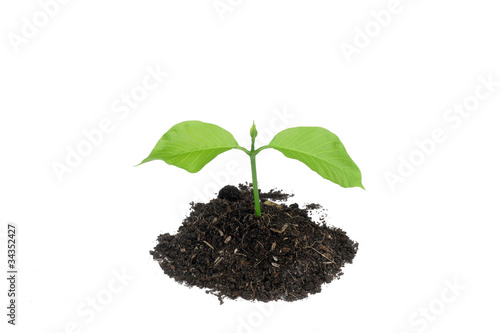 small green plant with soil on white