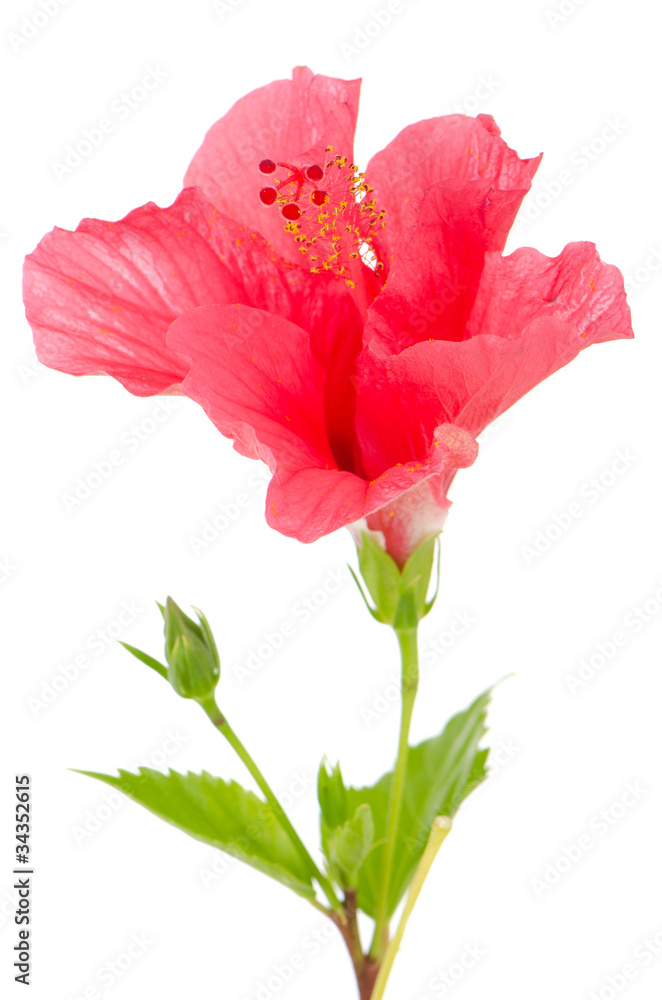 Beautiful pink hibiscus flower Beautiful pink hibiscus flower