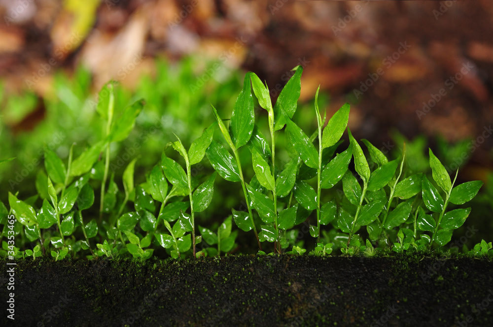 Fresh leaf Fresh leaf