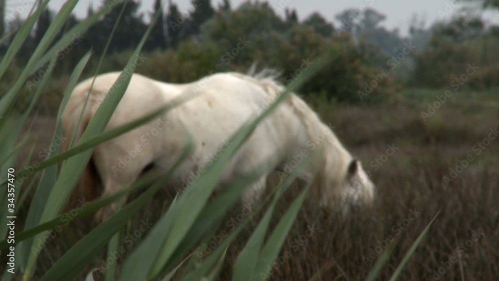 White horse grazing in windy day, then watching around White horse grazing in windy day, then watching around