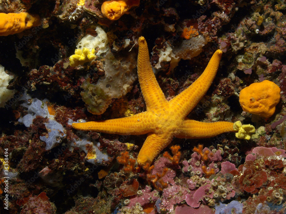 estrella estrella