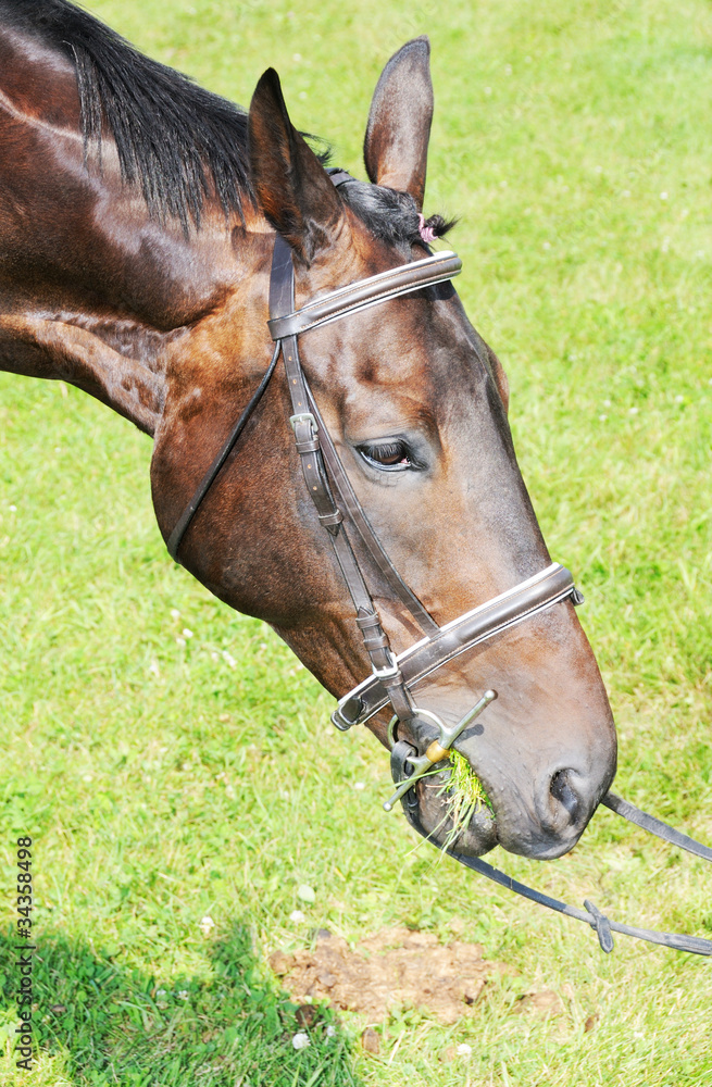 Obraz premium Horse Head