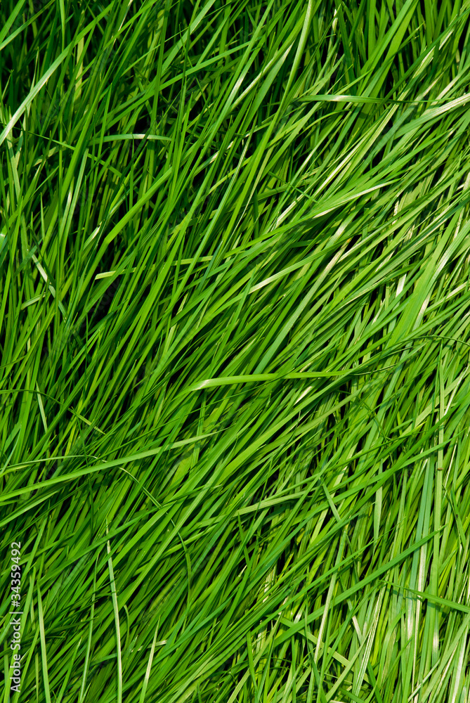 Grass
