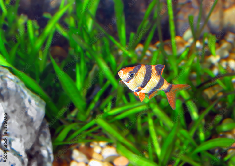 Single quarium fish-Barbus. (Barbus pentazona) Single quarium fish-Barbus. (Barbus pentazona)