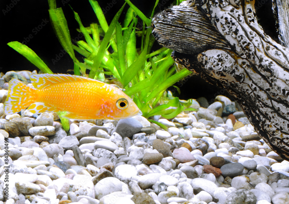 Aquarium Fish dwarf Cichlid-Aulonocara. Aquarium Fish dwarf Cichlid-Aulonocara.