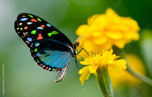 colorful  butterfly #34361039