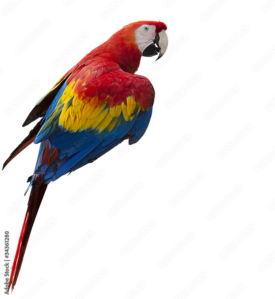 Obraz premium Parrot on white