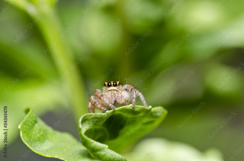 Jumping spider in green nature or in garden Jumping spider in green nature or in garden