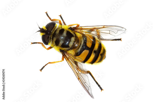 hover fly Myathropa florea (Syrphidae), simulating a bee
