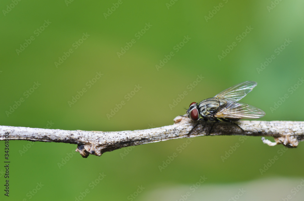 fly in home or in garden fly in home or in garden