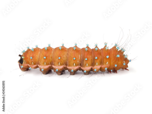 Caterpillar on white