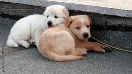 Cuccioli si riposano photo