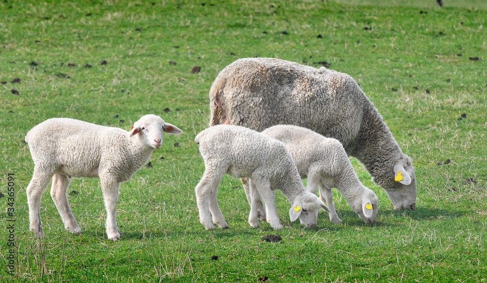 Fototapeta premium Sheep