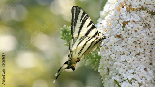 Papillon Flambé photo
