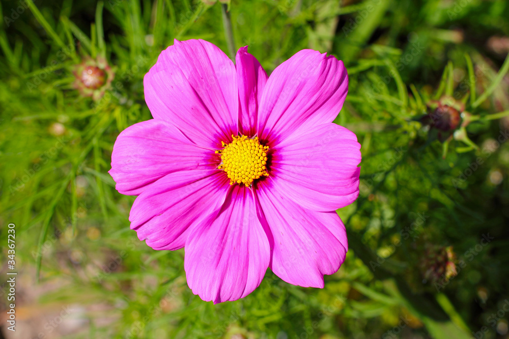 blume blume