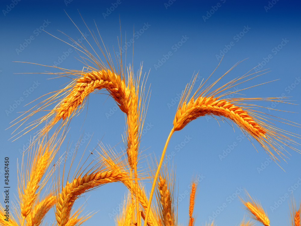 Wheat field against a blue sky