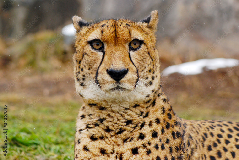 cheetah