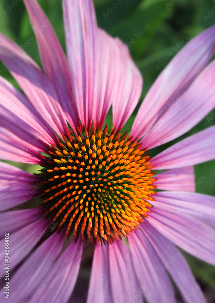 Coneflower closeup Coneflower closeup