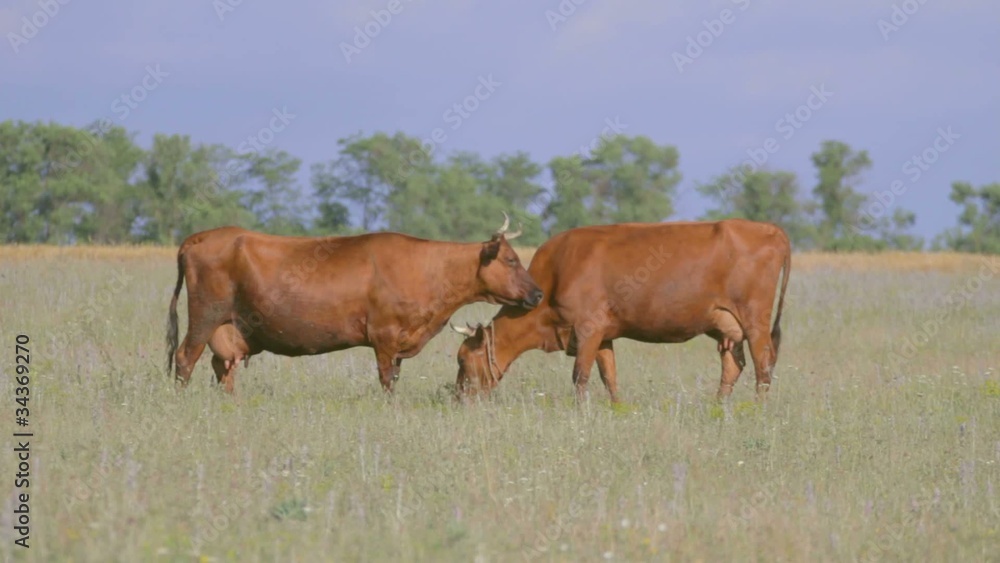 3 IN 1 EDIT Two brown cows standing on green 3 IN 1 EDIT Two brown cows standing on green