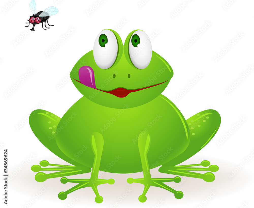 frog staring at fly frog staring at fly