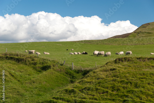 Gregge di pecore mentre pascola su un prato a Vik in Islanda photo