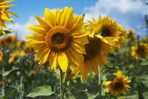 Sunflowers