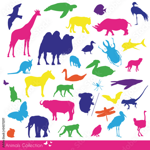 Animals Collection