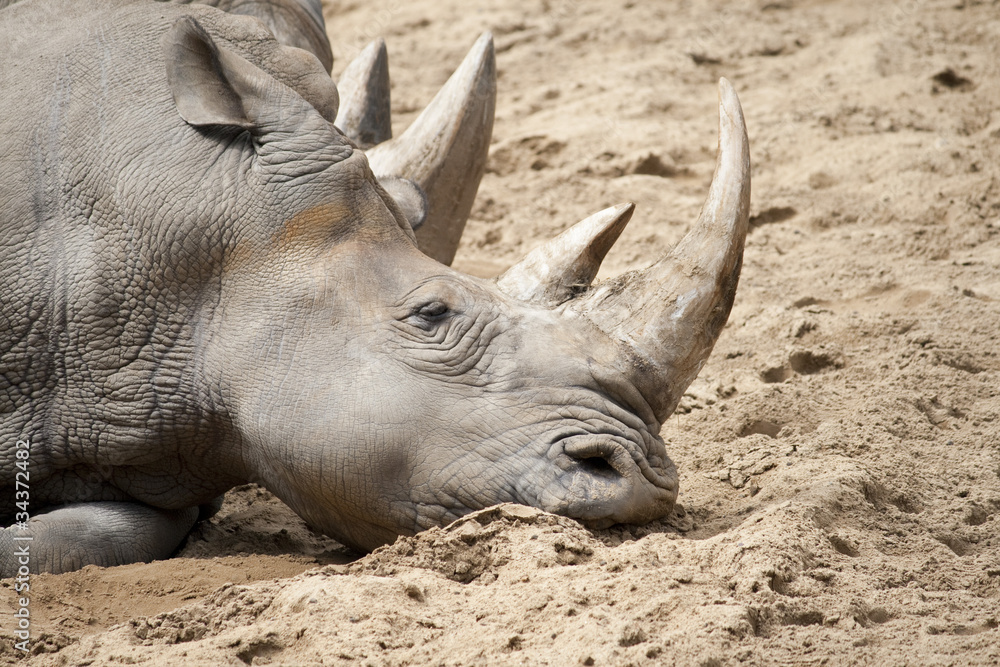 Fototapeta premium Rhino