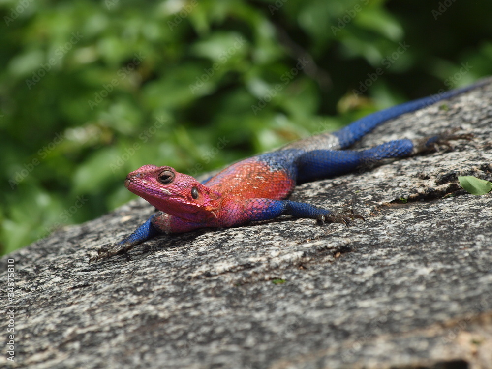 lézard d'afrique rouge & bleu tanzanie lézard d'afrique rouge & bleu tanzanie