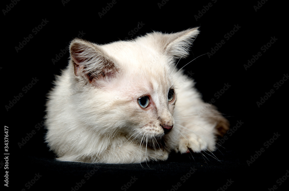 Cute white kitten on black