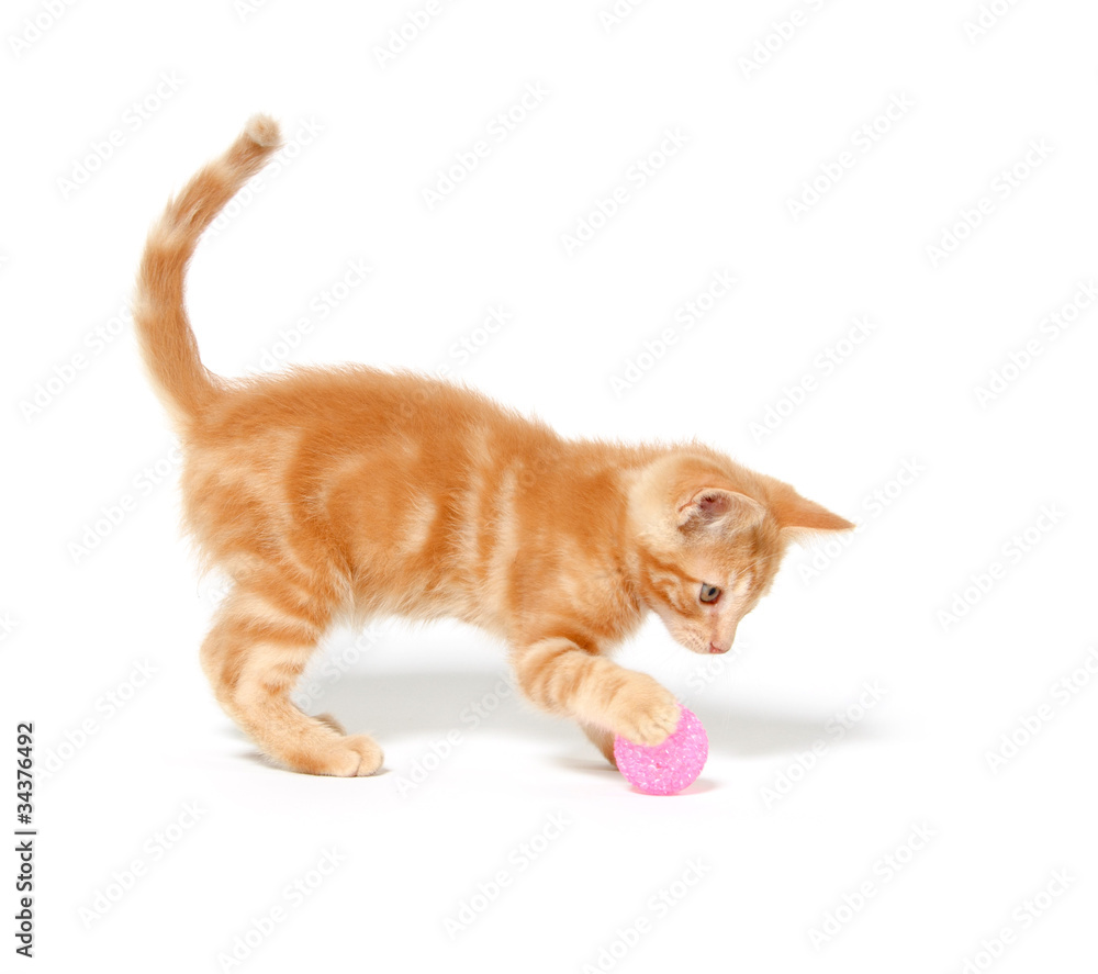 Cute yellow kitten playing with ball