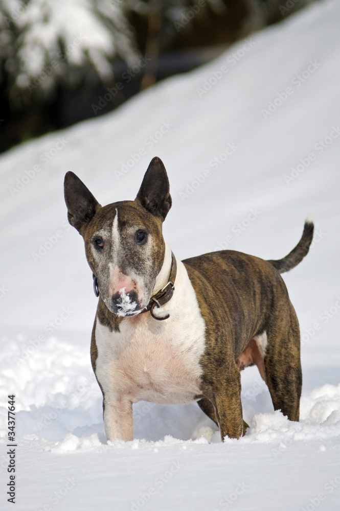 Bull terrier in the snow.