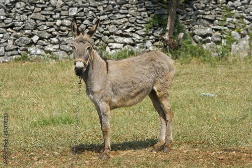 Donkey on the field