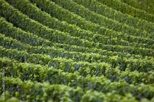 Schilderij op canvas Vigne, vignoble, vin, raisin, Bordeaux, Saint-Emilion, Médoc
