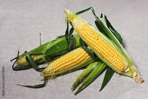 Still life with three indian corn ears on gray linen canvas photo